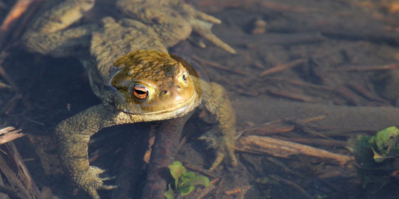 Suivis quotidiens du dispositif de sauvetage des amphibiens à Denezières